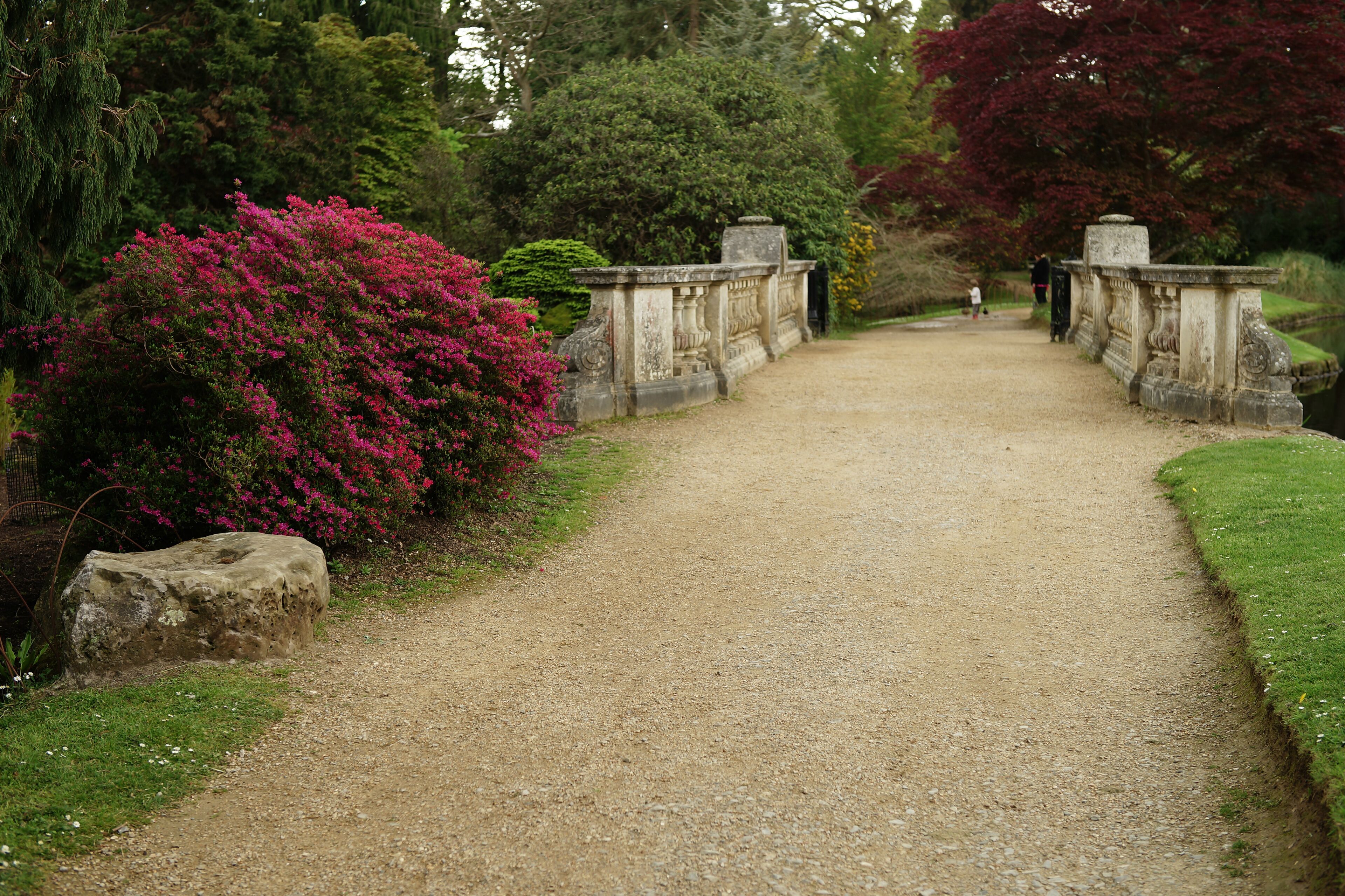 Bridge in Sheffield Park Gardens. A colourful shrub, close to the bridge between Ten Foot Pond and Middle Lake.