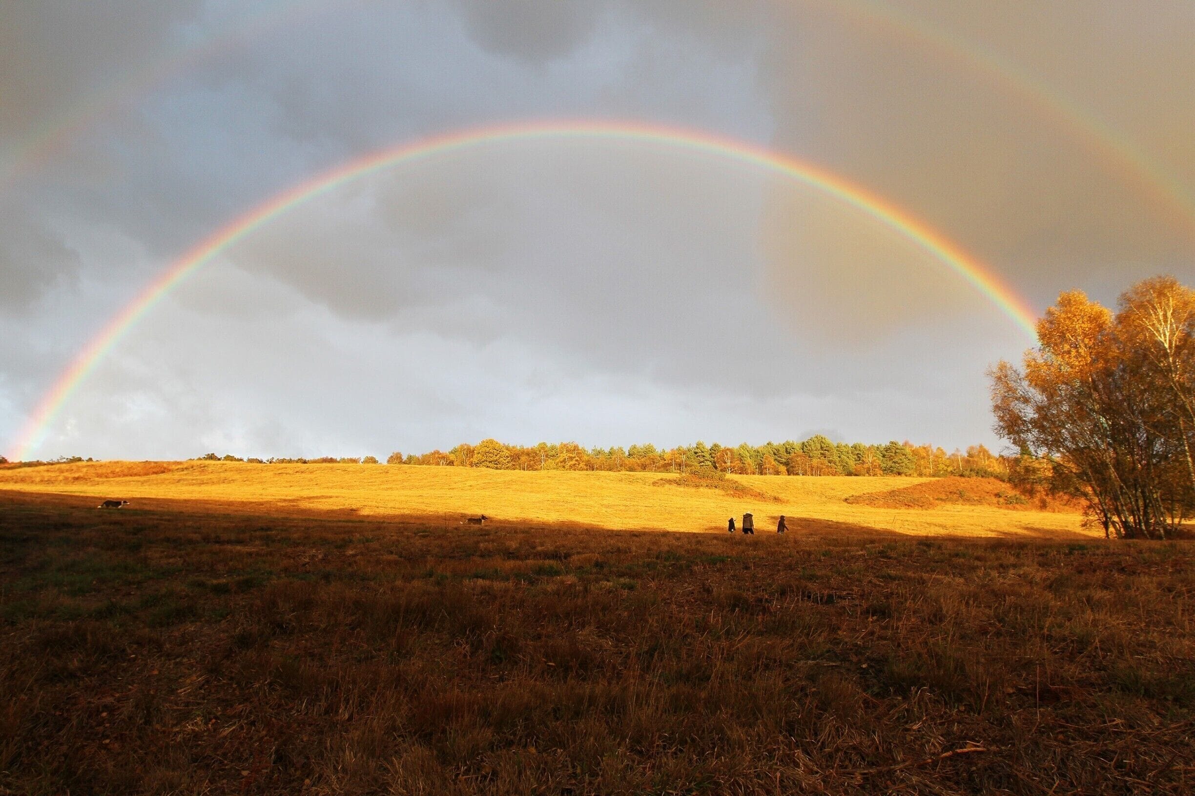April 2013

Rainbow over the Forest.

Ashdown Forest is at the heart of the High Weald Area of Outstanding Natural Beauty and It covers 6500 acres of land. It also has national and international protection due to the extent of its wildlife. I would thoroughly recommend a visit.