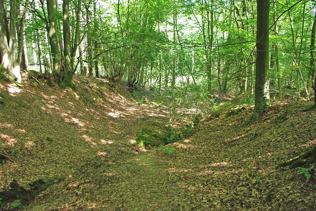 Un área boscosa con un sendero de tierra y árboles.