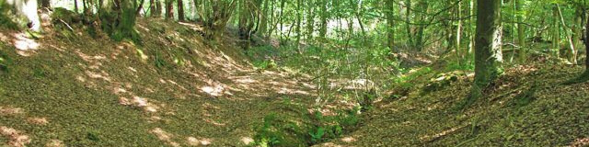 Un área boscosa con un sendero de tierra y árboles.