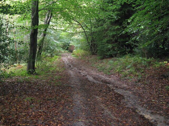 Track descending towards ponds near Dovecote Farm Rain over the last two days has carved a path through the fallen leaves