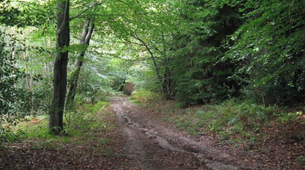 Track descending towards ponds near Dovecote Farm Rain over the last two days has carved a path through the fallen leaves