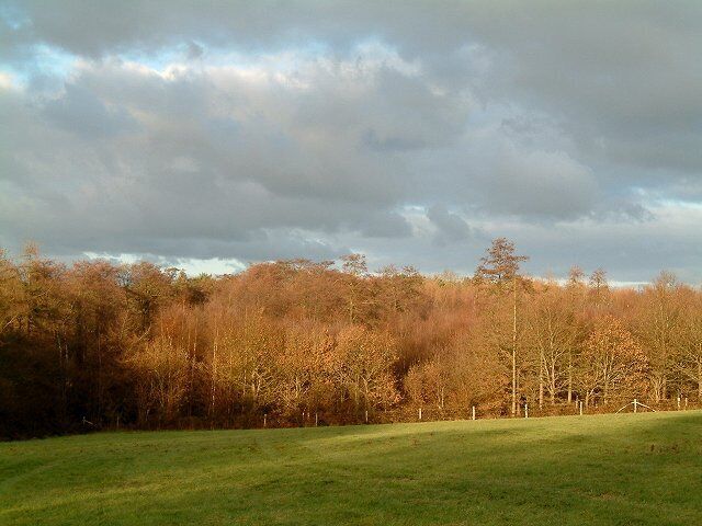 Square Wood Framfield. Woodland Boundary glowing in the low winter afternoon light.