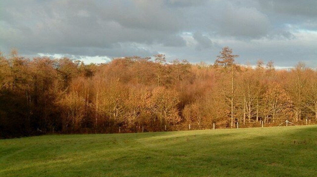 Square Wood Framfield. Woodland Boundary glowing in the low winter afternoon light.