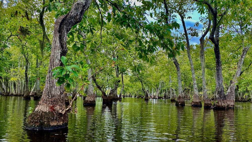 Cypress Trees at Chicot State Park