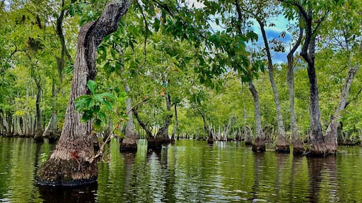 Cypress Trees at Chicot State Park
