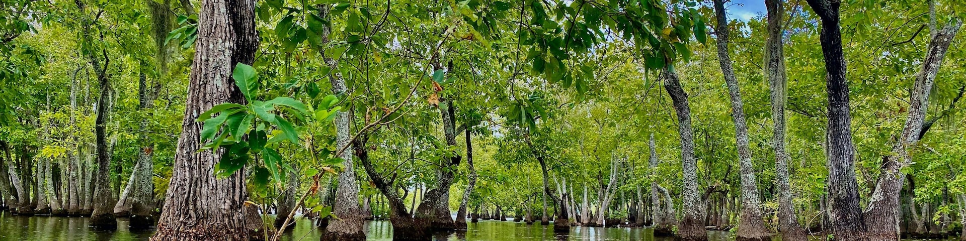 A swamp with tall trees and water reflecting the greenery.