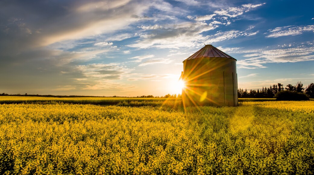 Un silo se dresse au milieu d’un champ de fleurs jaunes, avec le soleil couchant en arrière-plan.