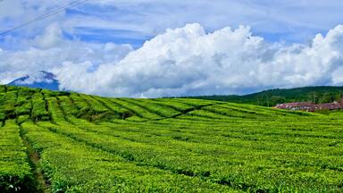 view of Kayu Aro tea garden, Mount Kerinci, Jambi