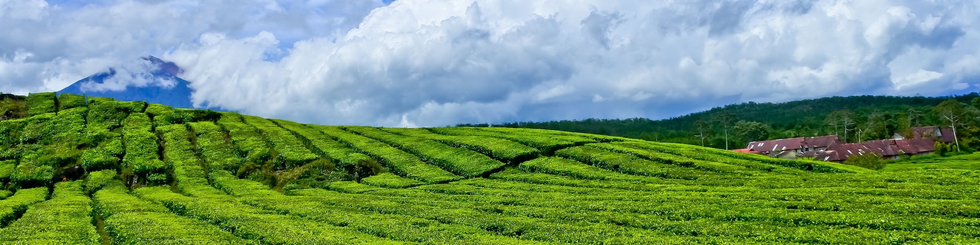 view of Kayu Aro tea garden, Mount Kerinci, Jambi