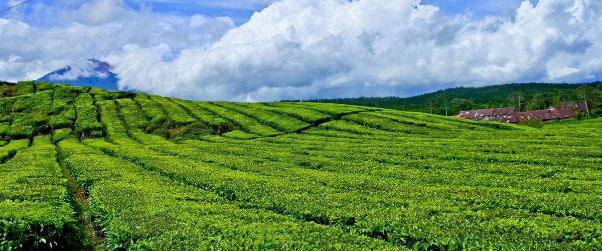 A lush green tea plantation with terraced fields under a partly cloudy sky.