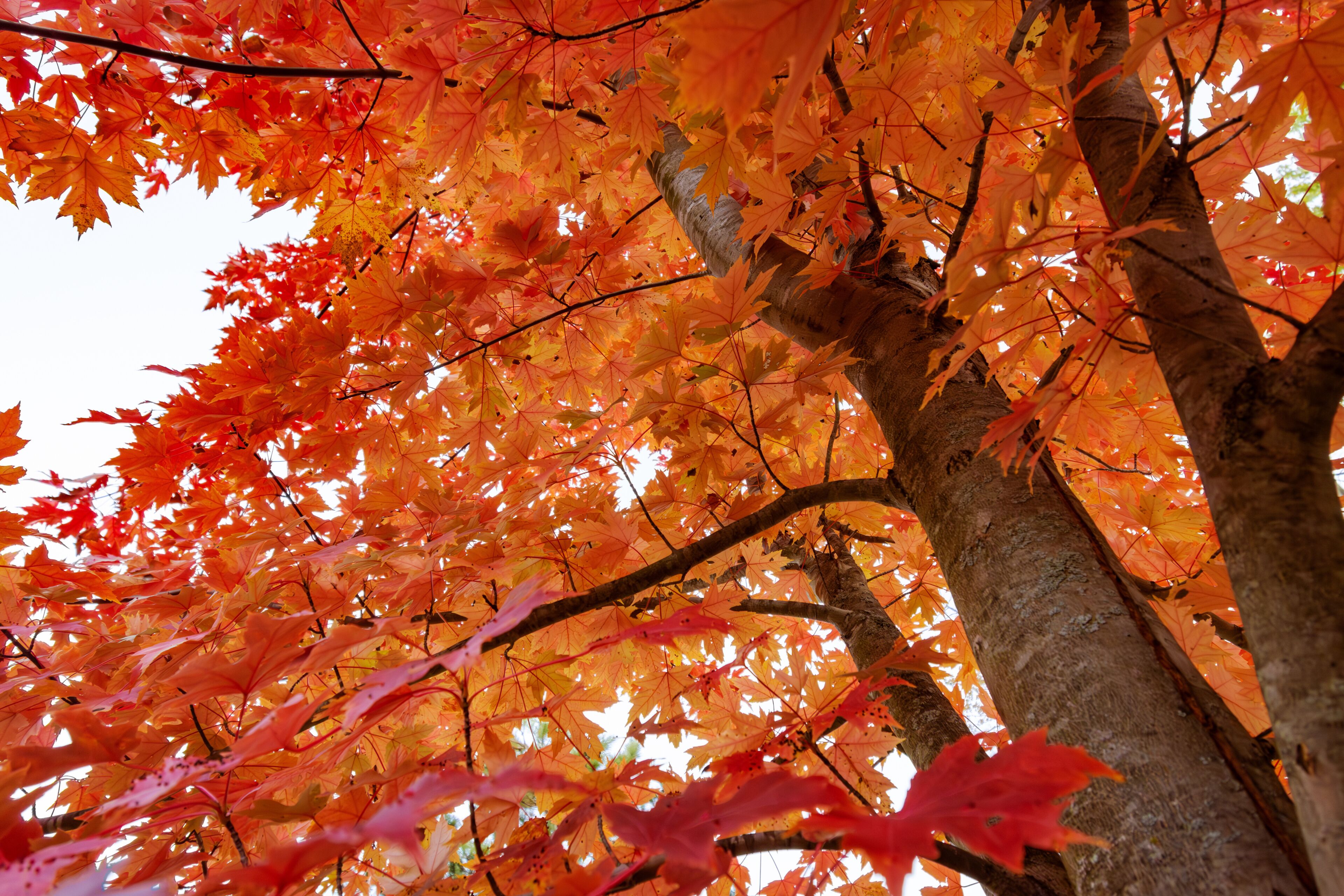 Looking up into a maple tree during the autumn on an October morning in Wisconsin.