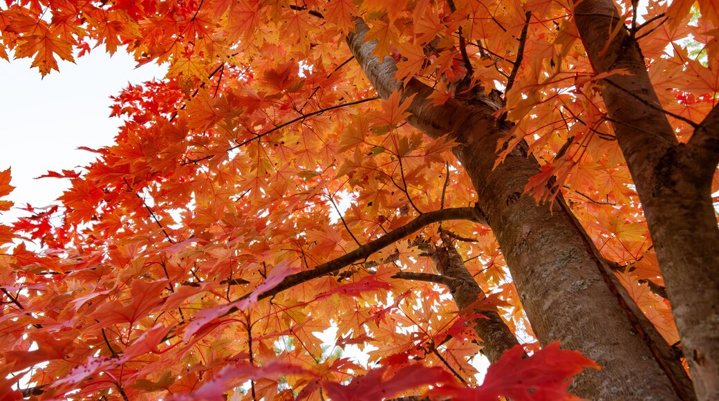 Looking up into a maple tree during the autumn on an October morning in Wisconsin.