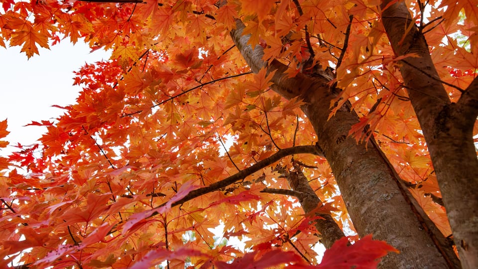 Looking up into a maple tree during the autumn on an October morning in Wisconsin.