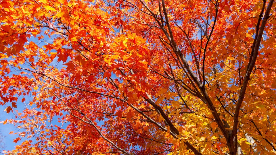 Looking up into maple trees in full fall foliage. Bright sunny October day.