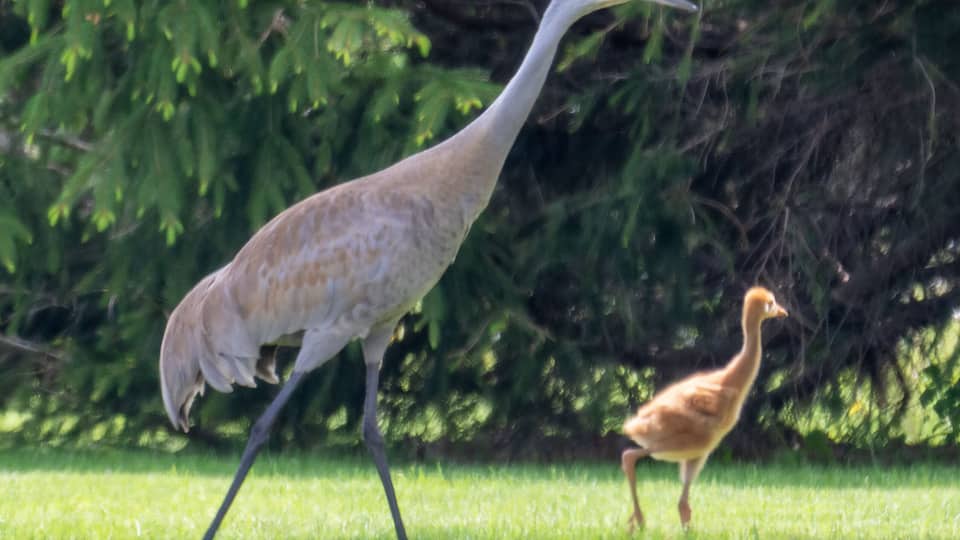 Adult Sandhill Crane (Antigone canadensis) with young orange colt walking across a green lawn in Waukesha County, Wisconsin, during mid-May.