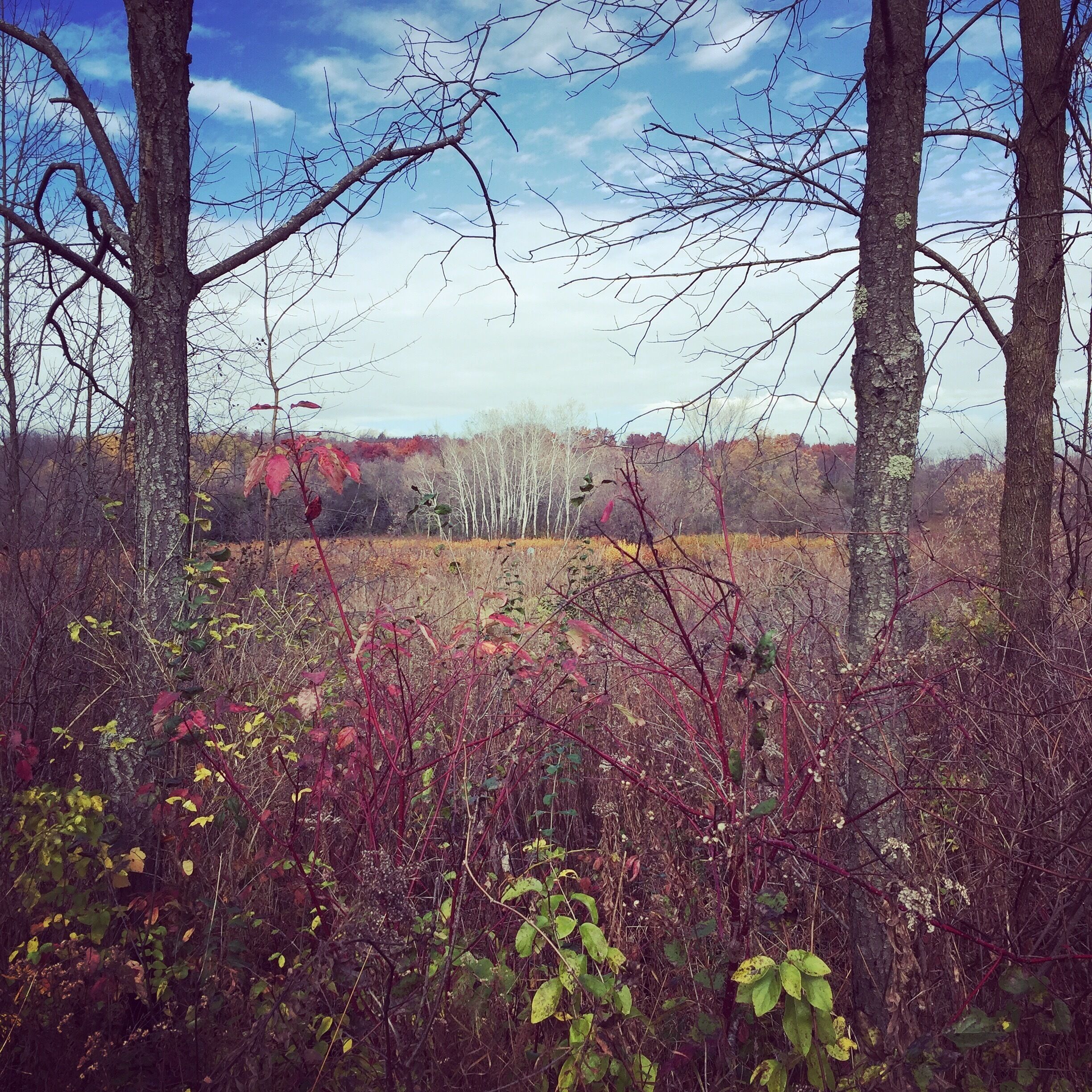 I love this nature center! It's always changing with the seasons!