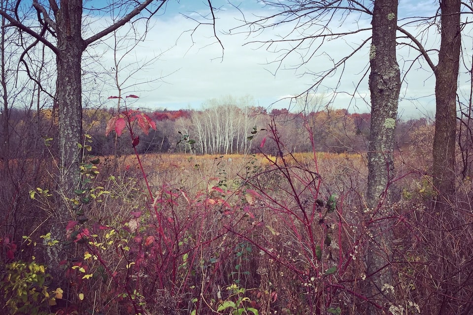 Una foresta con alberi alti e un campo di foglie dai colori autunnali.