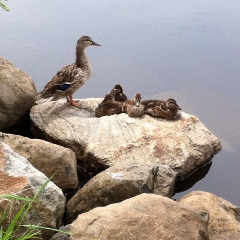 Fox river @ Frame Park in Waukesha.