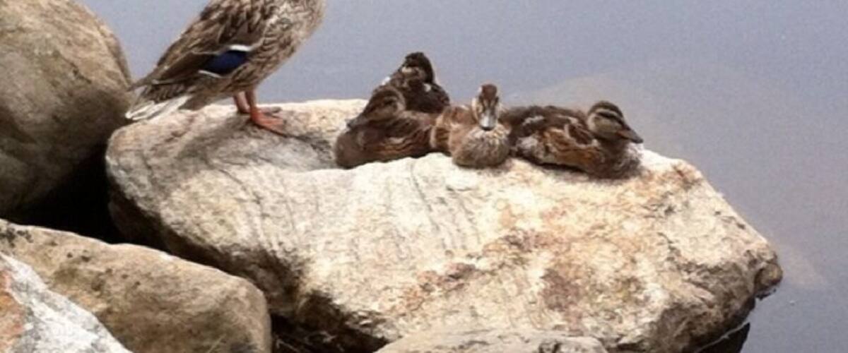 Fox river @ Frame Park in Waukesha.