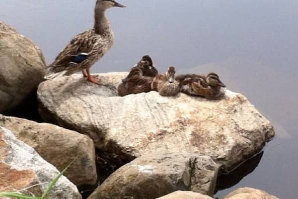 Fox river @ Frame Park in Waukesha.