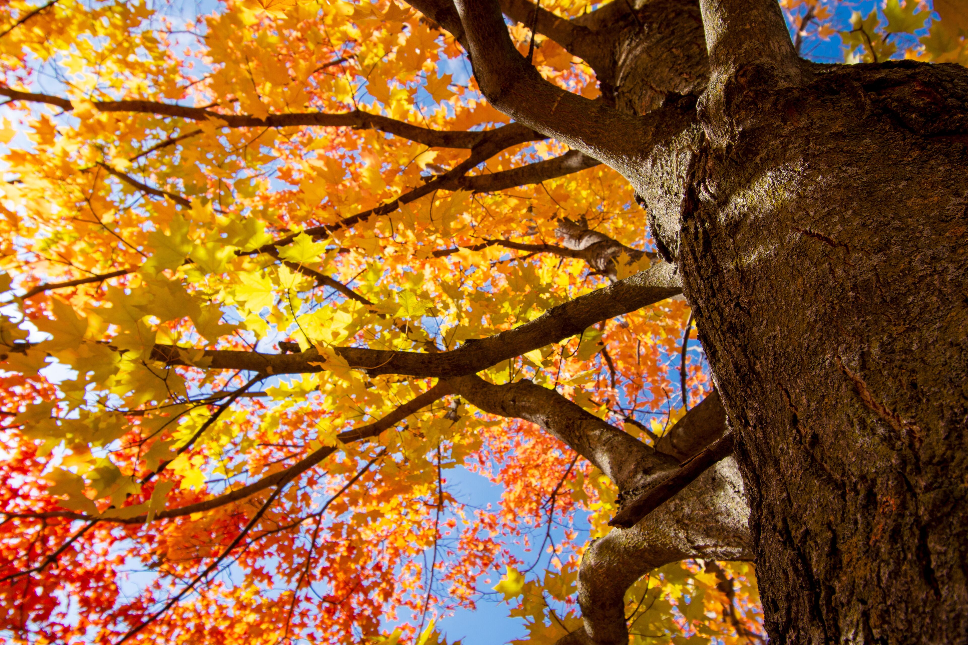 Looking up into maple trees in full fall foliage.  Bright sunny October day.