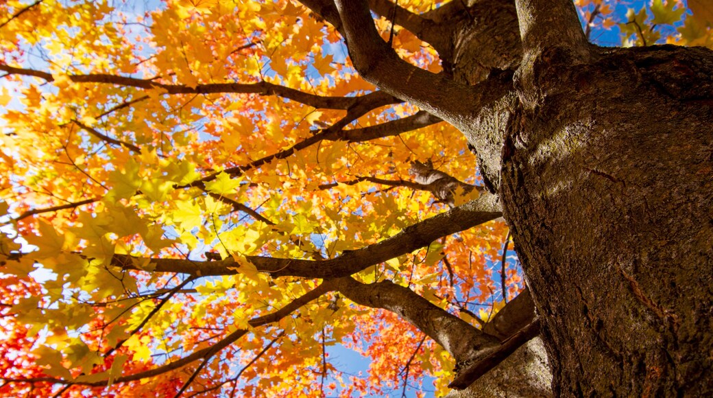 Looking up into maple trees in full fall foliage. Bright sunny October day.