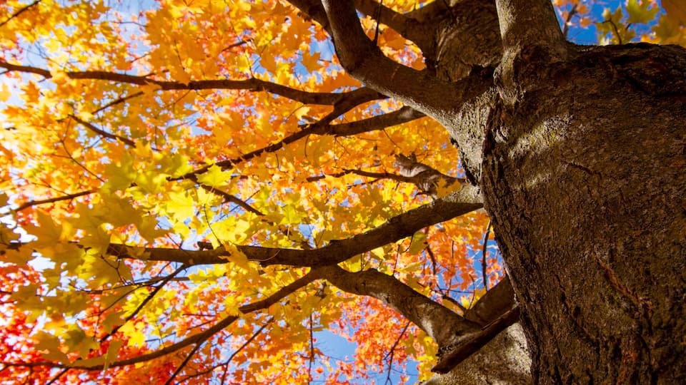Looking up into maple trees in full fall foliage. Bright sunny October day.