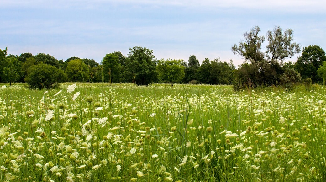 Panorama of a field of Queen Anne's Lace wildflowers in Lakewood Forest Preserve in Lake County, Illinois
