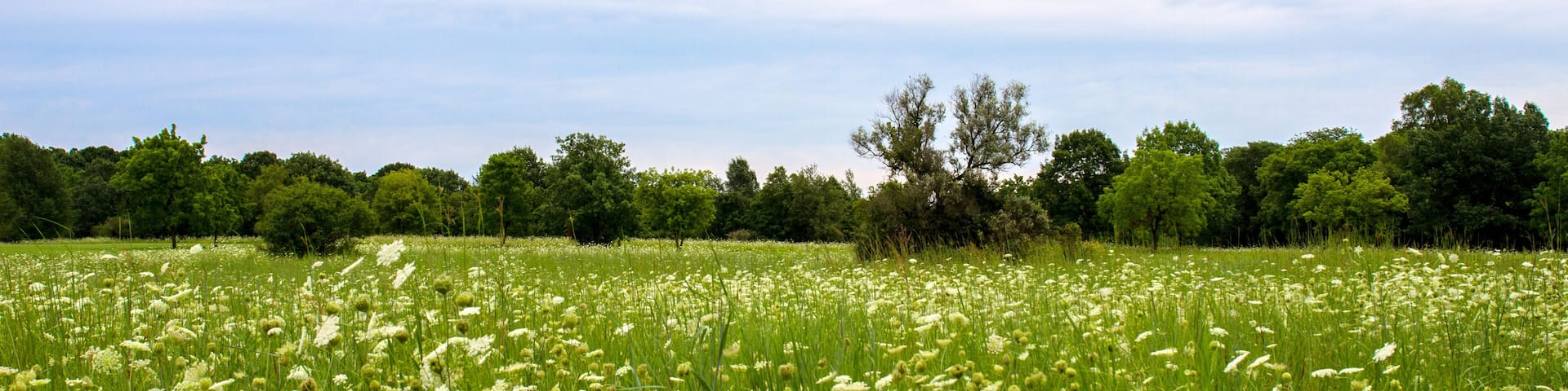 Panorama of a field of Queen Anne's Lace wildflowers in Lakewood Forest Preserve in Lake County, Illinois