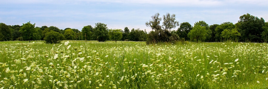 Panorama of a field of Queen Anne's Lace wildflowers in Lakewood Forest Preserve in Lake County, Illinois