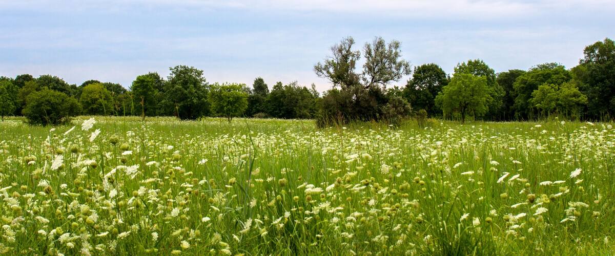 A field of white flowers with a line of trees in the background.