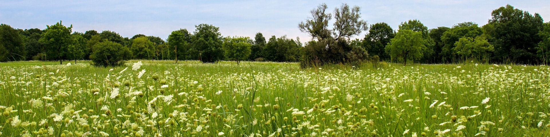 A field of white flowers with a line of trees in the background.