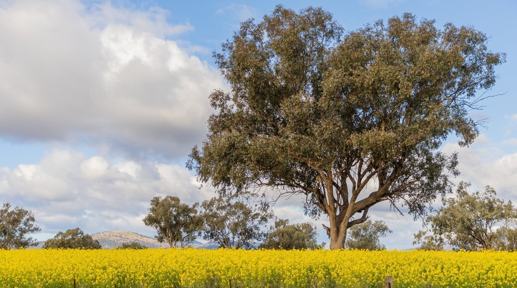 Quirindi showing tranquil scenes and wildflowers