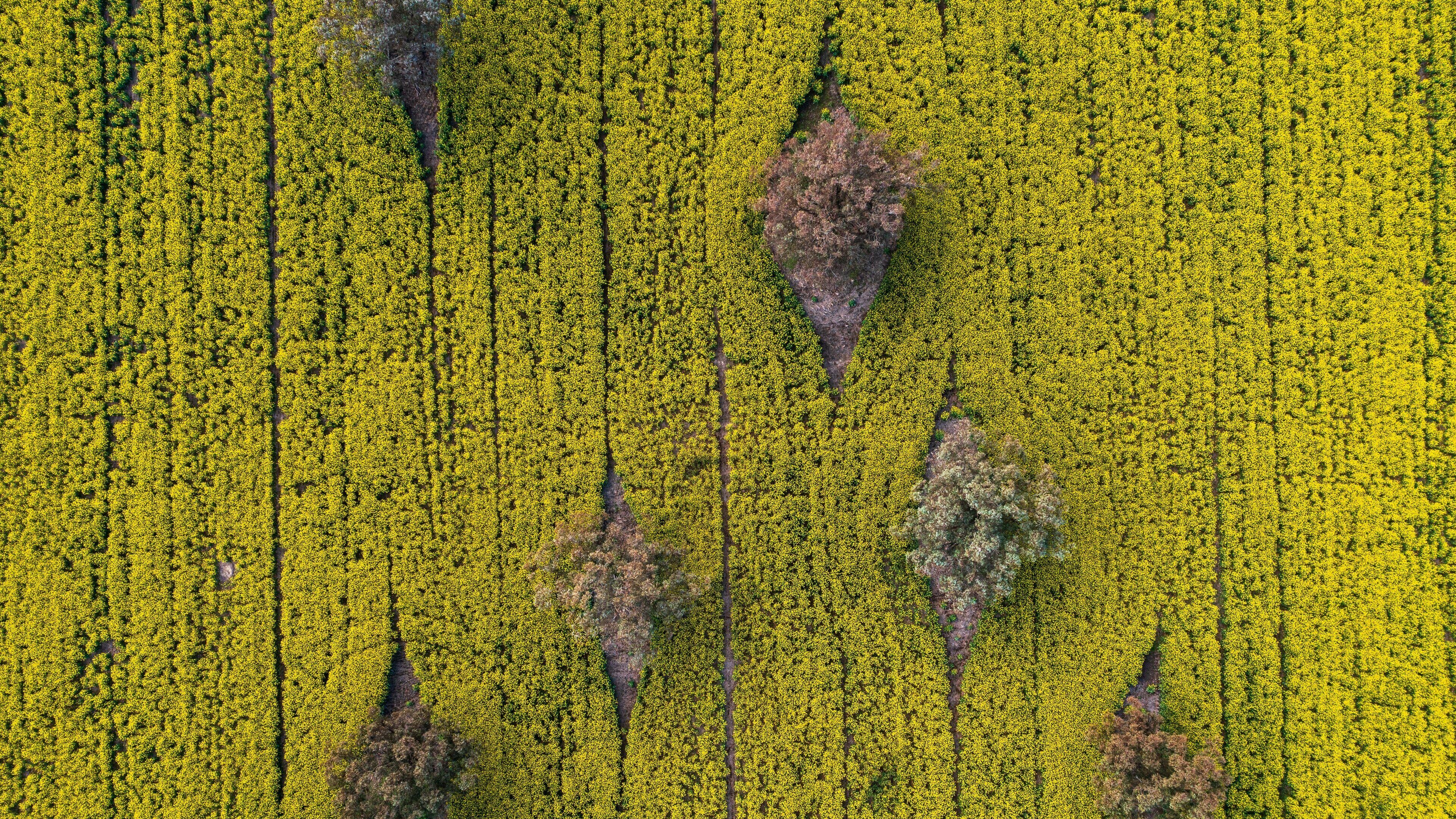 Quirindi featuring farmland