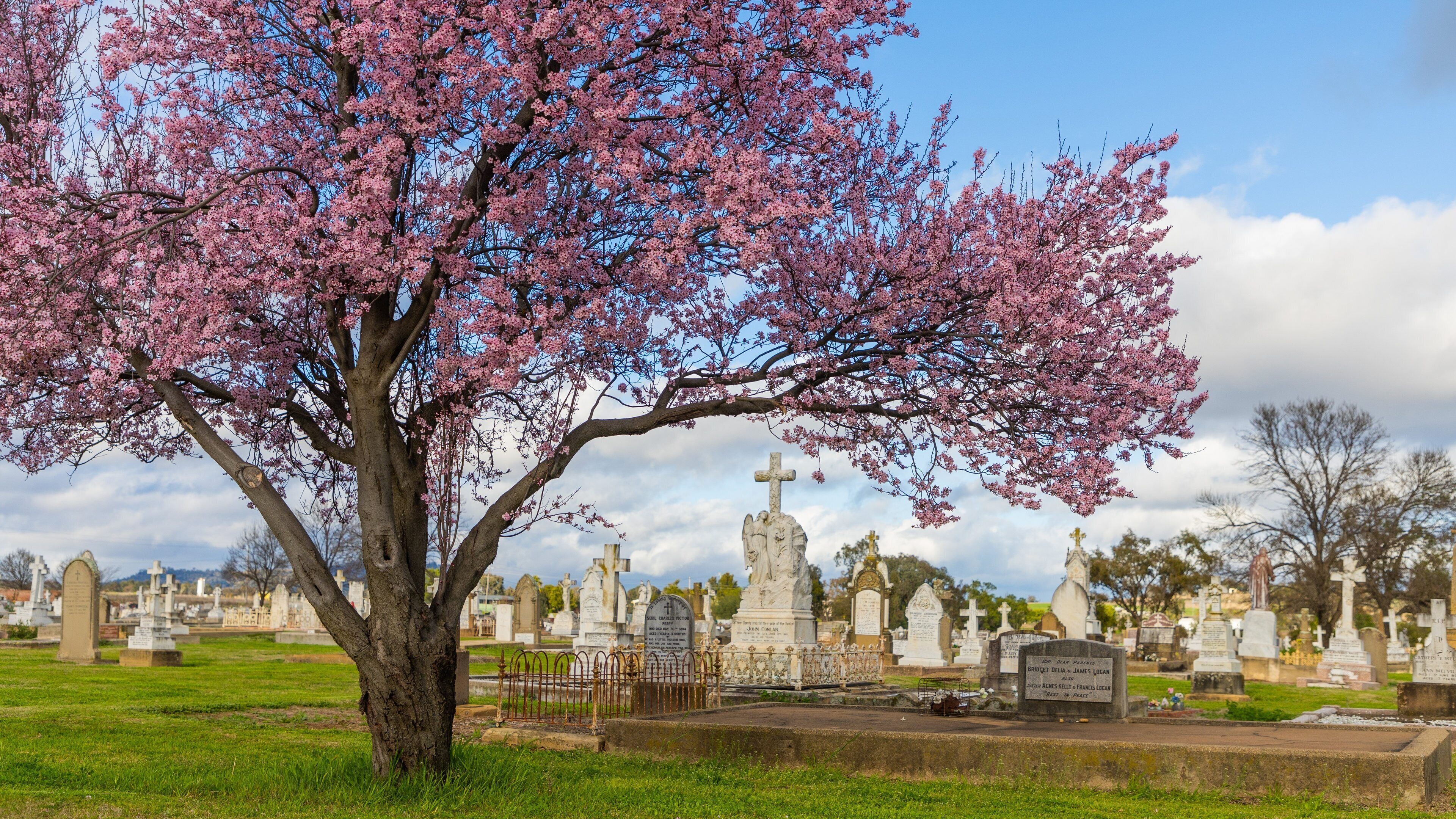 Quirindi showing a cemetery and wildflowers