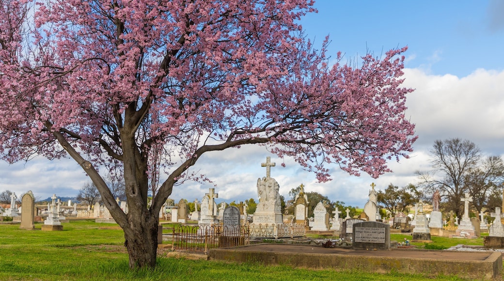 Quirindi showing a cemetery and wildflowers