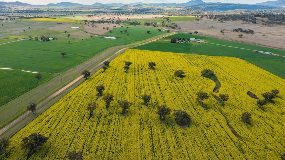 An aerial view of a countryside with fields, including a large area of yellow flowering plants, green fields, and scattered trees.
