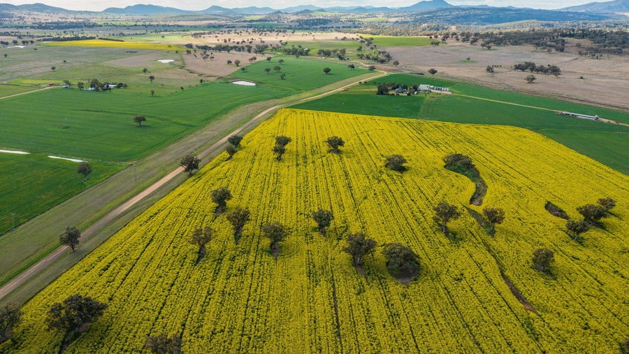 An aerial view of a countryside with fields, including a large area of yellow flowering plants, green fields, and scattered trees.