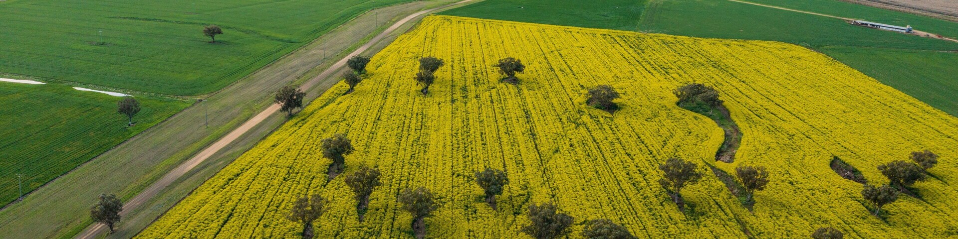 Vista aérea del campo, con campos, una extensa área de plantas de flores amarillas, campos verdes y árboles dispersos.