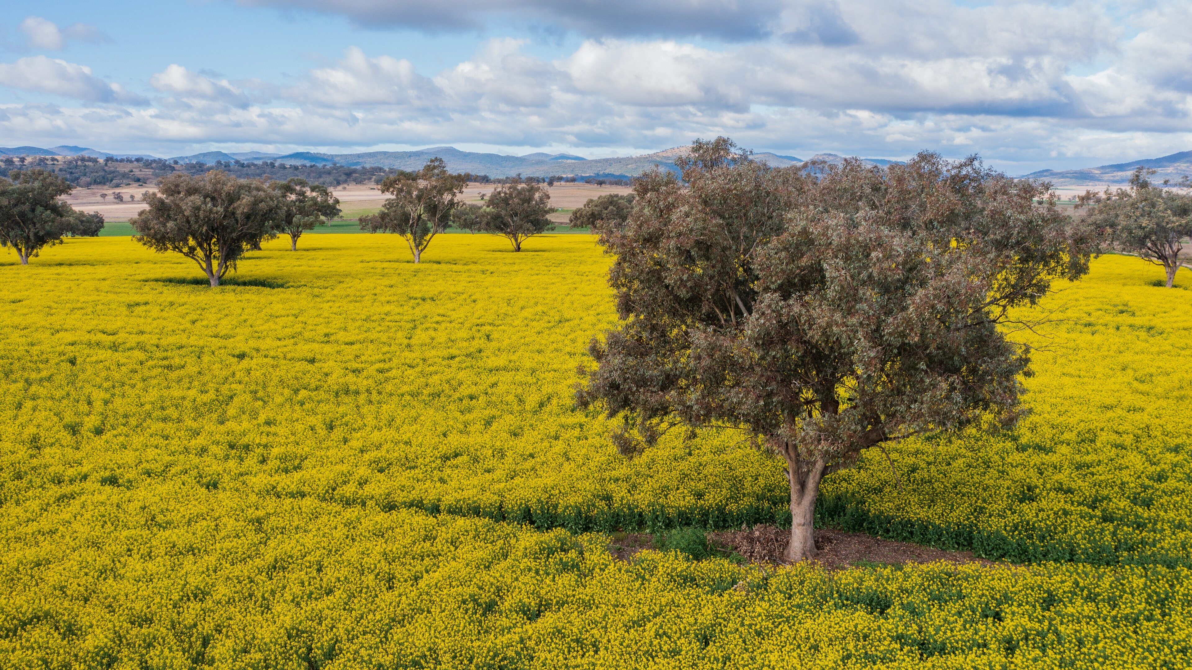 Quirindi featuring tranquil scenes