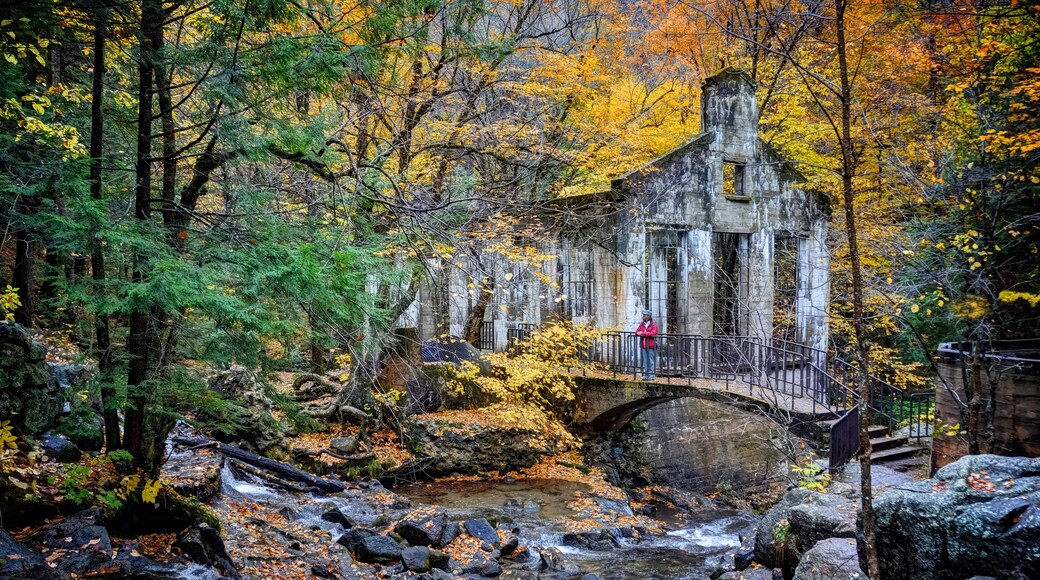 Eine Stebrücke über einen Bach in einem Wald mit Herbstlaub.