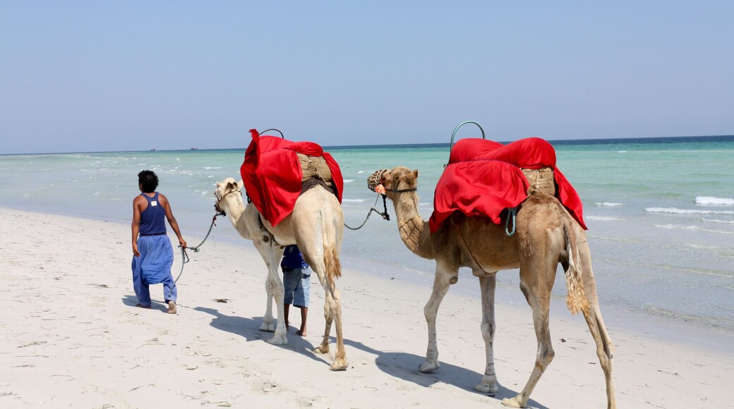 Camel on the beach of Djerba