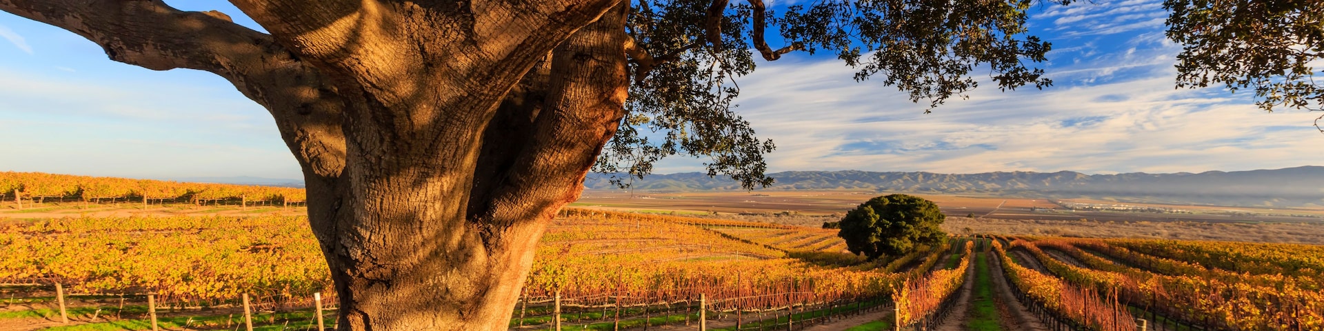 Ein großer Baum in einem Weinberg mit Reihen von Weinreben.