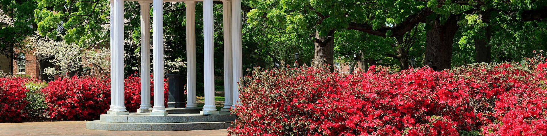 A white gazebo with a dome roof surrounded by red flowering bushes and green trees.