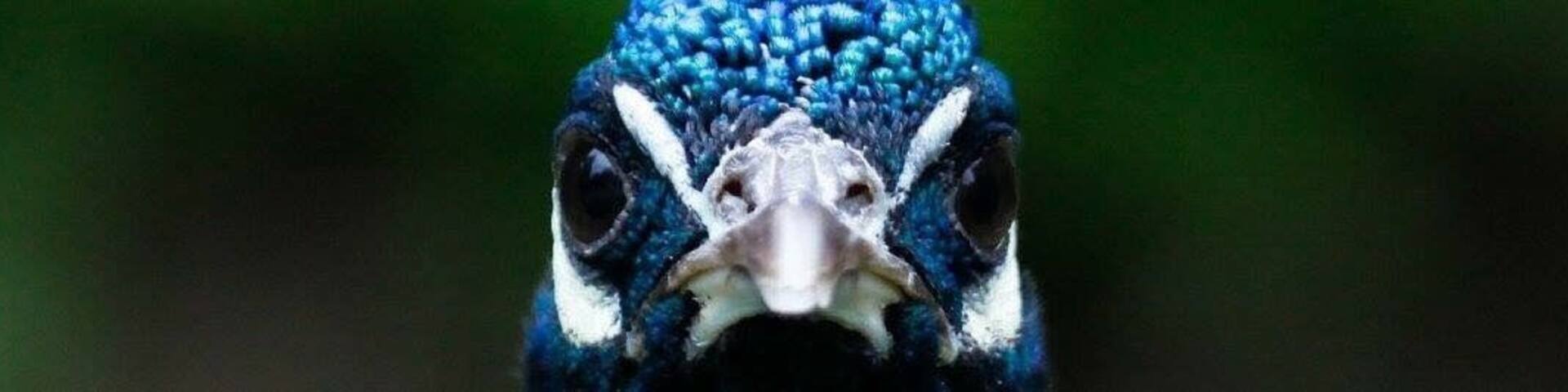 Peacock in a schell’s brewery in New Ulm