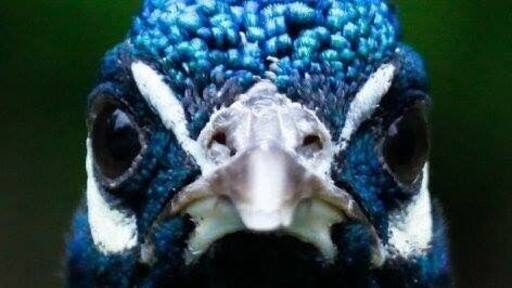 Peacock in a schell’s brewery in New Ulm