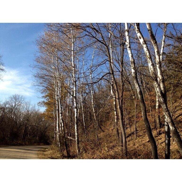 Birch trees in Autumn, park contains lots of hiking and running trails.