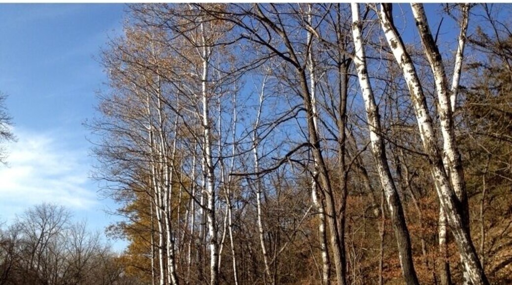 Birch trees in Autumn, park contains lots of hiking and running trails.