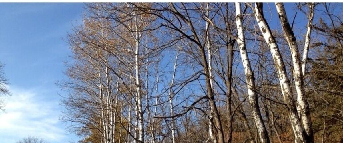 Birch trees in Autumn, park contains lots of hiking and running trails.